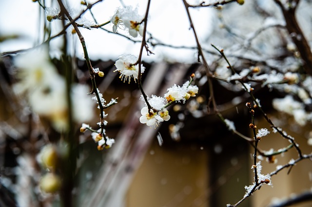代旗幟